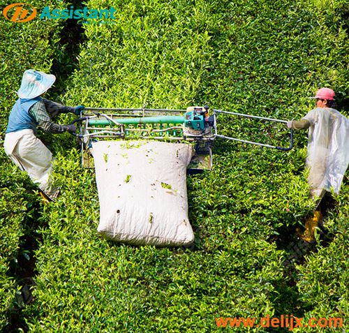 1000mm Cutting Width Ochiai Two Men Tea Harvester Tea Leaf Plucking Machine 4CP-100