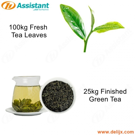 25 kg acabado chá verde 100 kg chá verde fresco máquina de produção de processamento