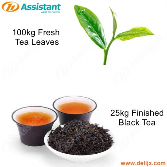 A máquina de processamento fresca das folhas de chá 100kg para 25kg terminou o chá preto