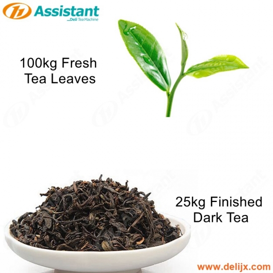 100 kg de folhas de chá fresco para processamento de máquinas de produção de processamento de chá escuro terminou 25 kg